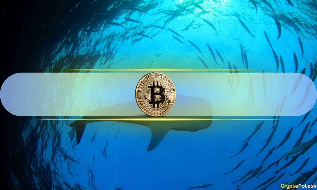 Bitcoin Whales Resume Accumulation: Is a Rally Imminent? (CryptoQuant)