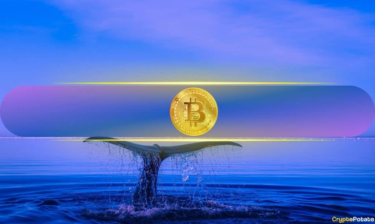 Big Bitcoin Bet as BTC Whale Doubles Down With $393 Million Long Position